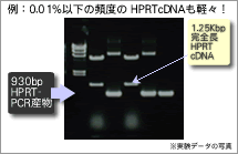 OneDayCloning