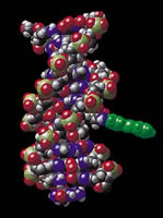 ǽDNA